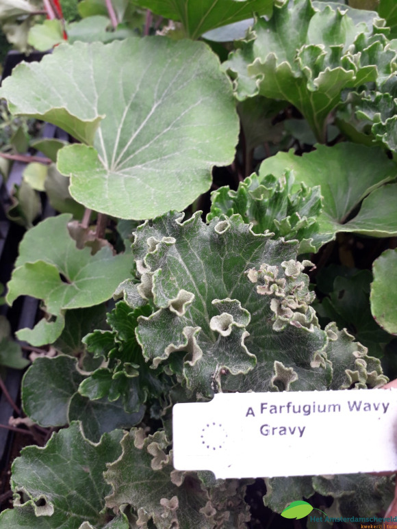 Farfugium japonicum 'Wavy Gravy' ®